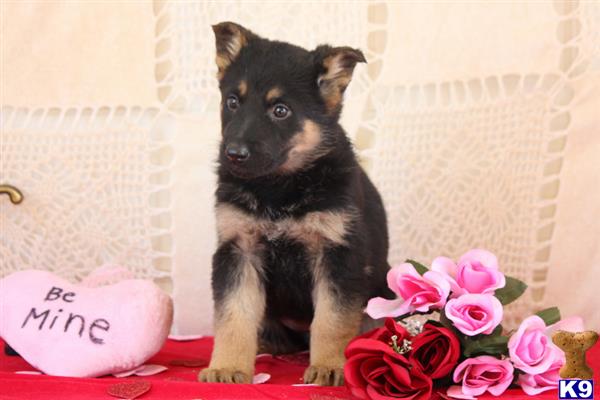 mypups4ever Picture 2